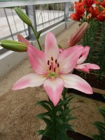 [4086 Couplet VZ No02.JPG]